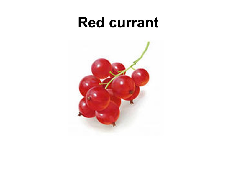 Red currant